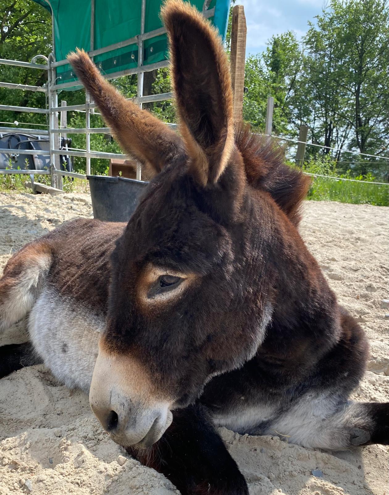 Esel Fritz - Hauptbild