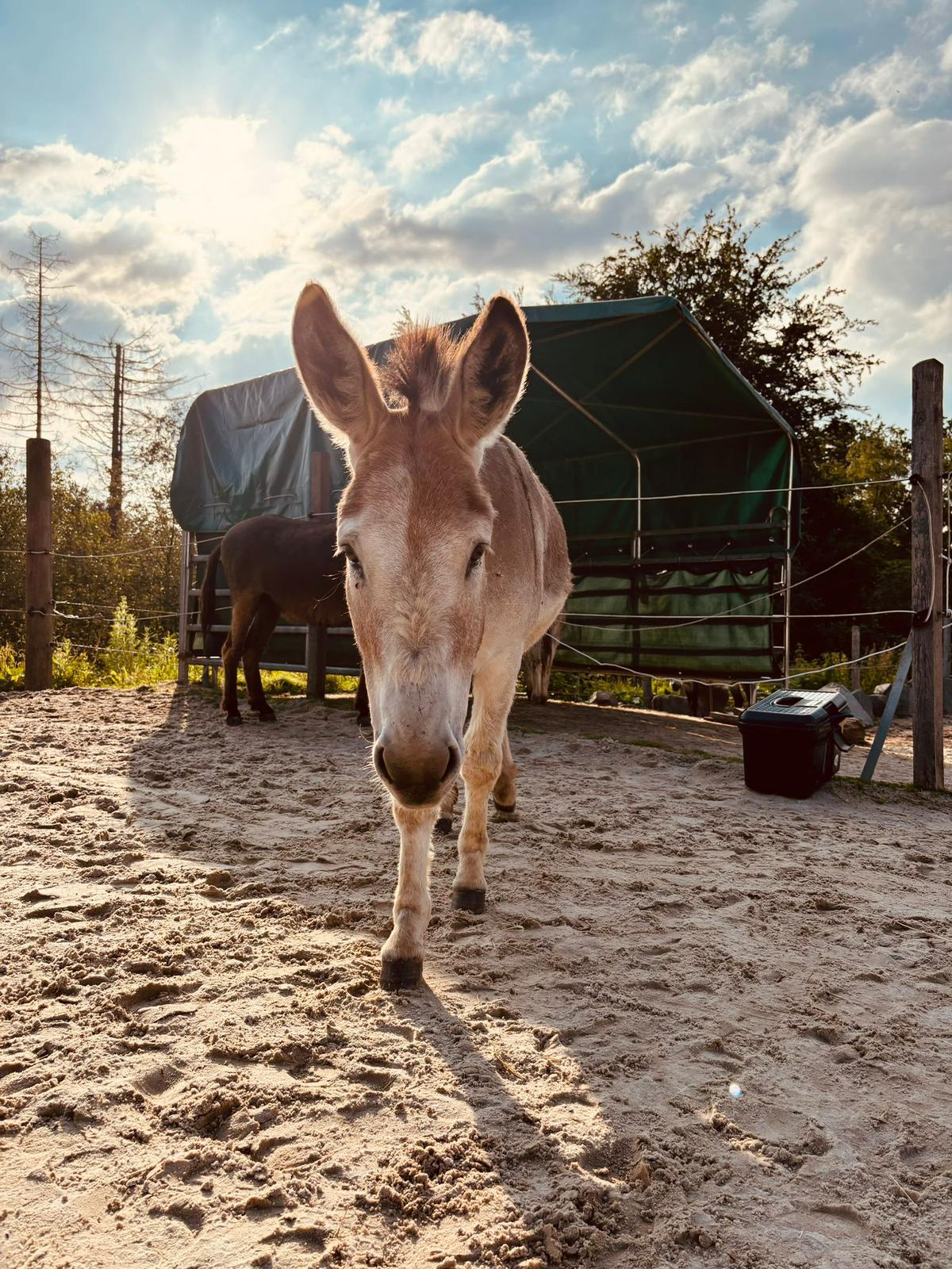Esel Josef - Hauptbild
