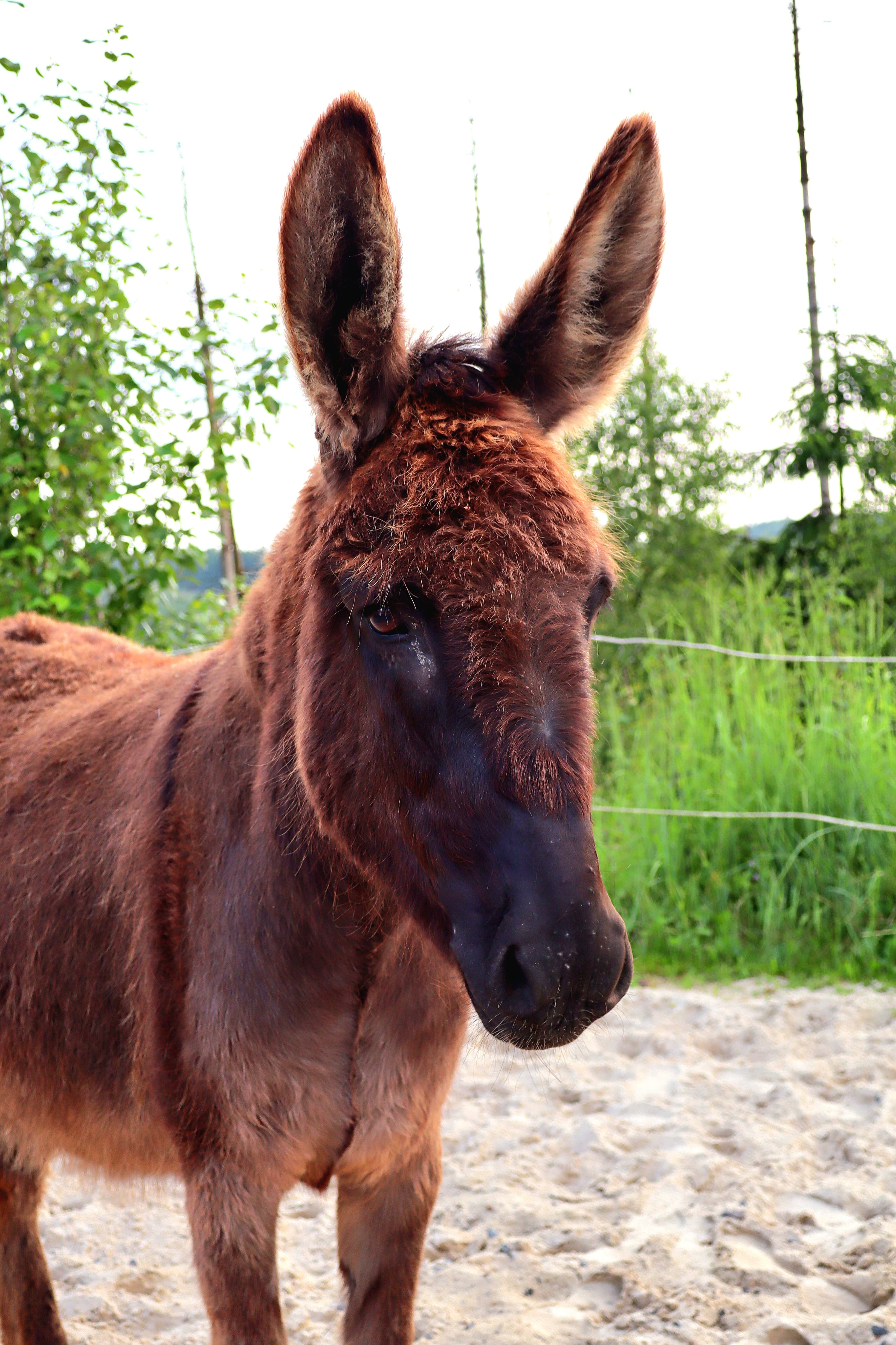 Esel Otto - Hauptbild